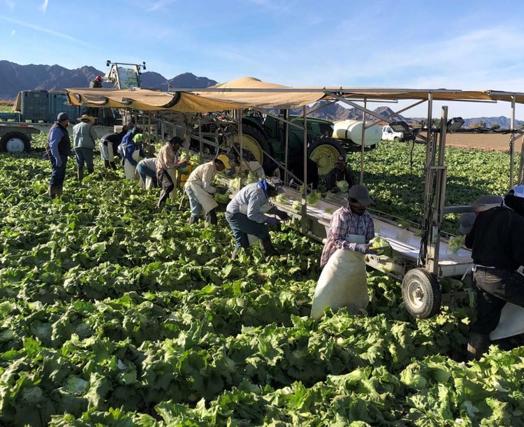 People in the field harvesting crops