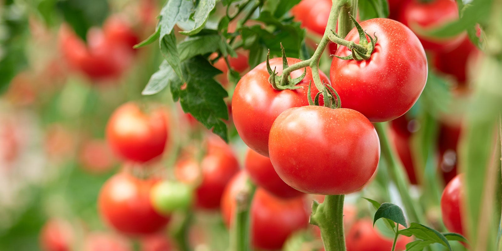 10-great-garden-tips-from-nait-experts-aHR0cHM6.jpg