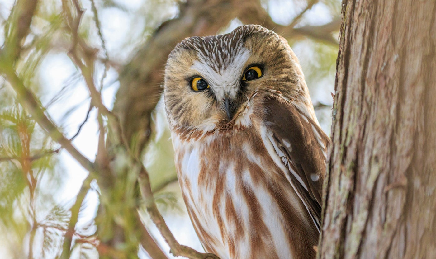 nait-project-puts-edmonton-on-international-bird-monitoring-map-aHR0cHM6.jpg