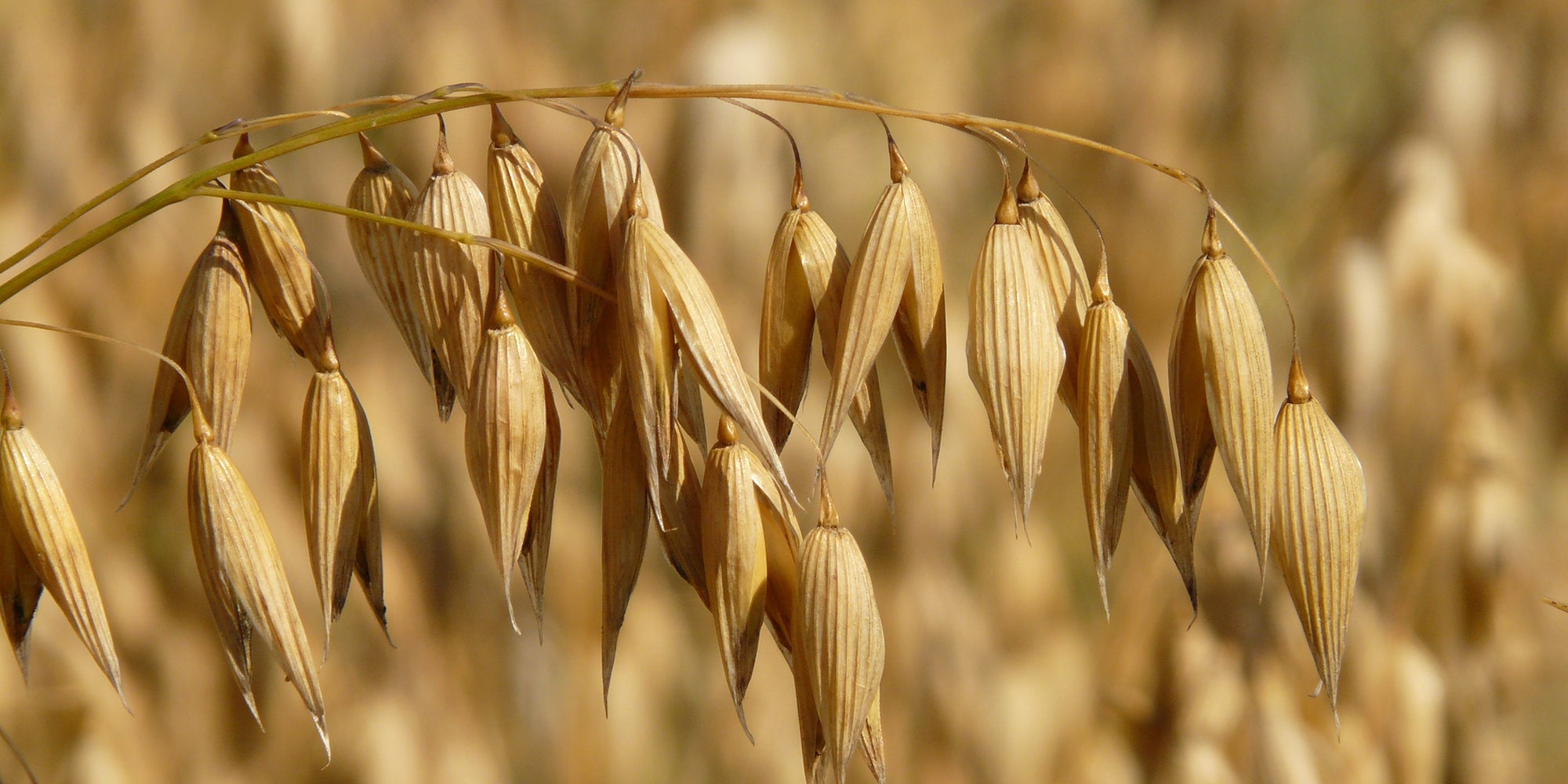 against-the-grain_-how-researchers-are-transforming-alberta-oats-into-tasty-innovative-products-aHR0cHM6.jpg