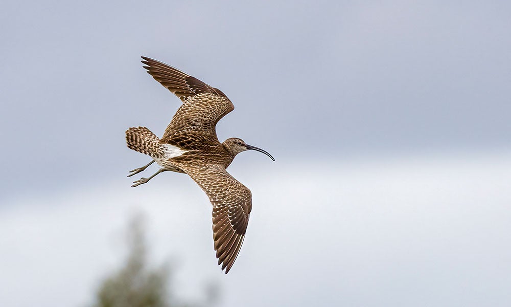 Hudsonian whimbrel with a long curved bill flying against a pale cloudy sky, wings fully extended.