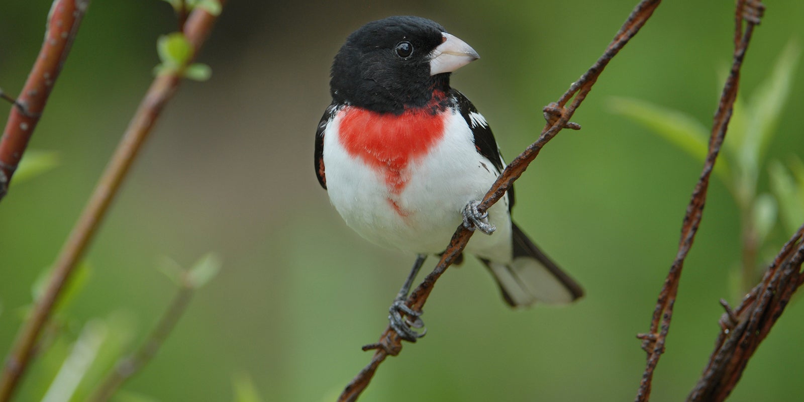 tips-for-birdwatching-in-alberta-aHR0cHM6.jpg