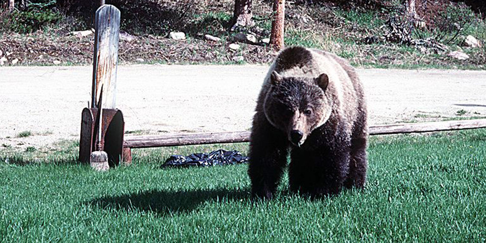 what-to-do-if-you-encounter-a-bear-aHR0cHM6.jpg