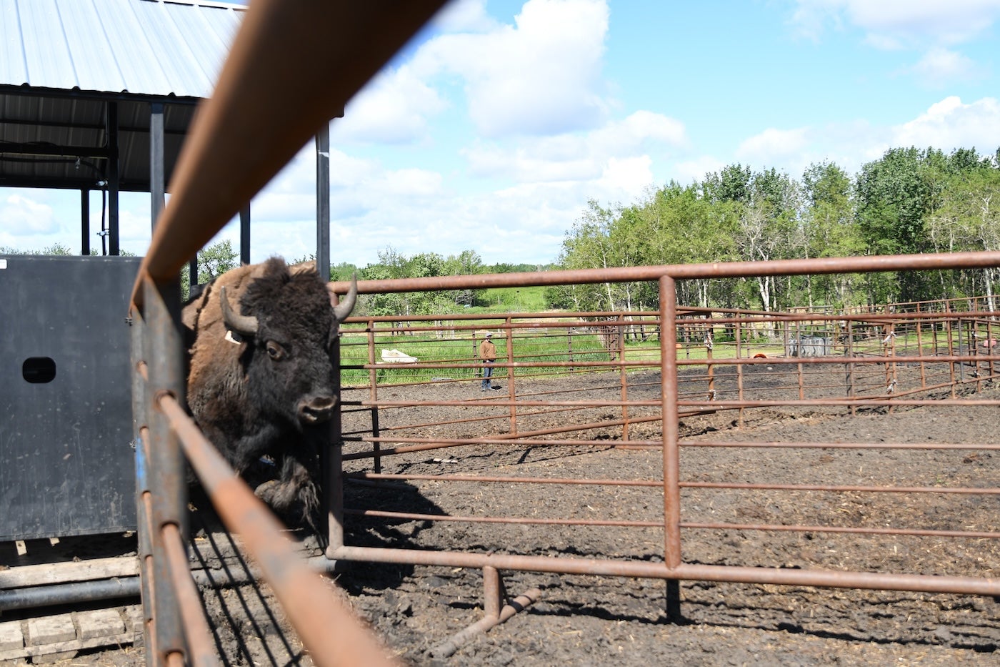 nait-partners-with-lakeland-college-for-a-safer-stronger-bison-industry-aHR0cHM6.jpg