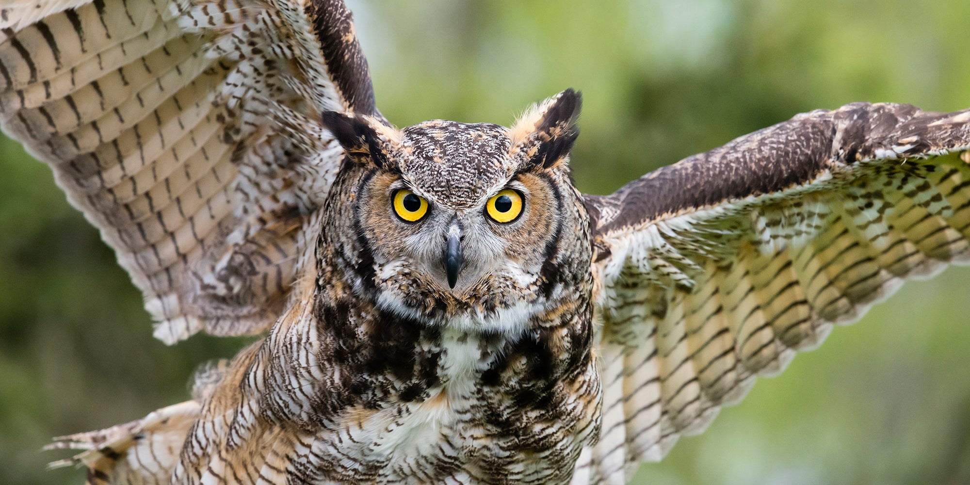 saving-wildlife-all-in-a-day_s-work-aHR0cHM6.jpg