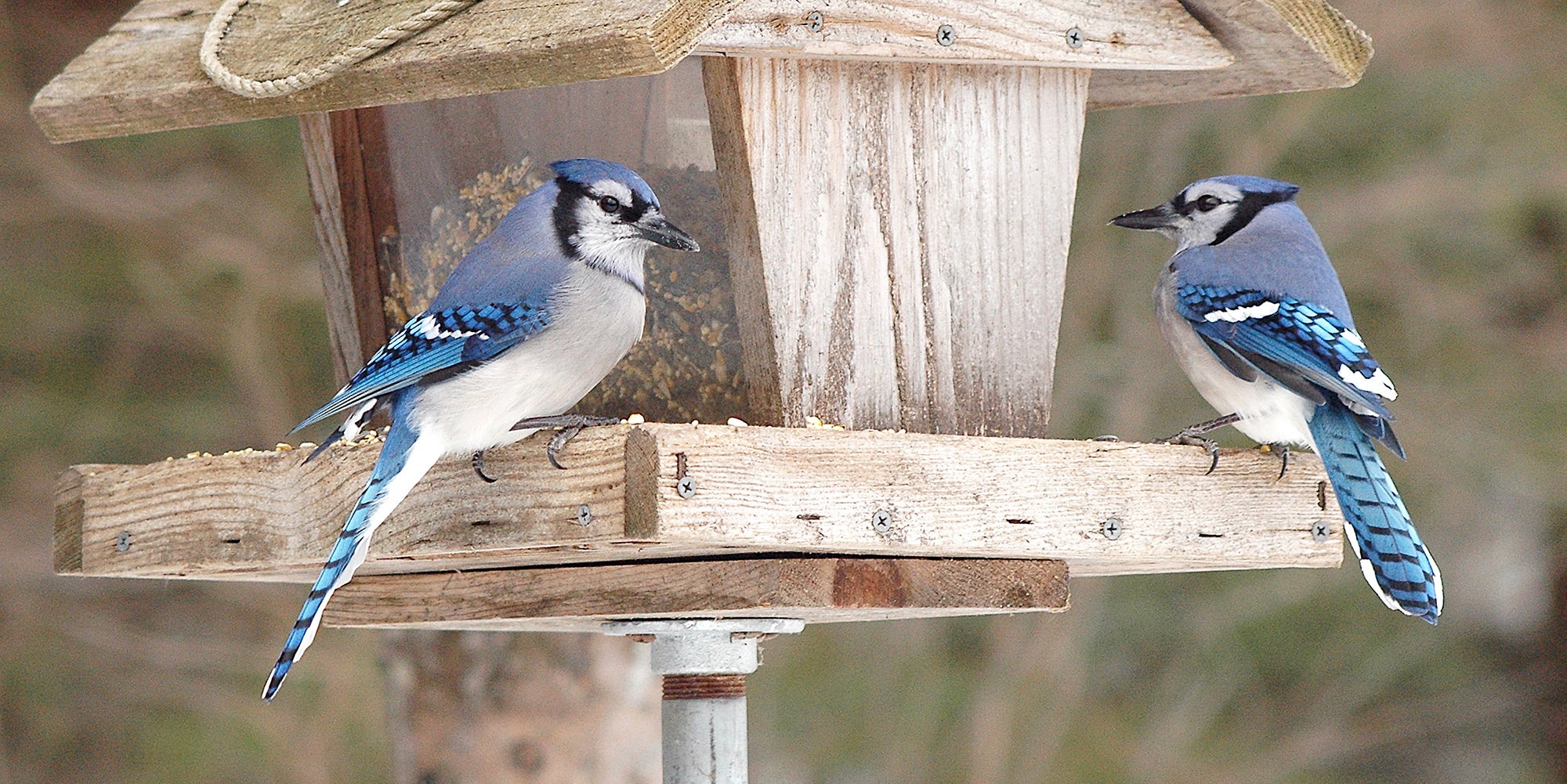 how-to-bring-birds-to-your-backyard-aHR0cHM6.jpg
