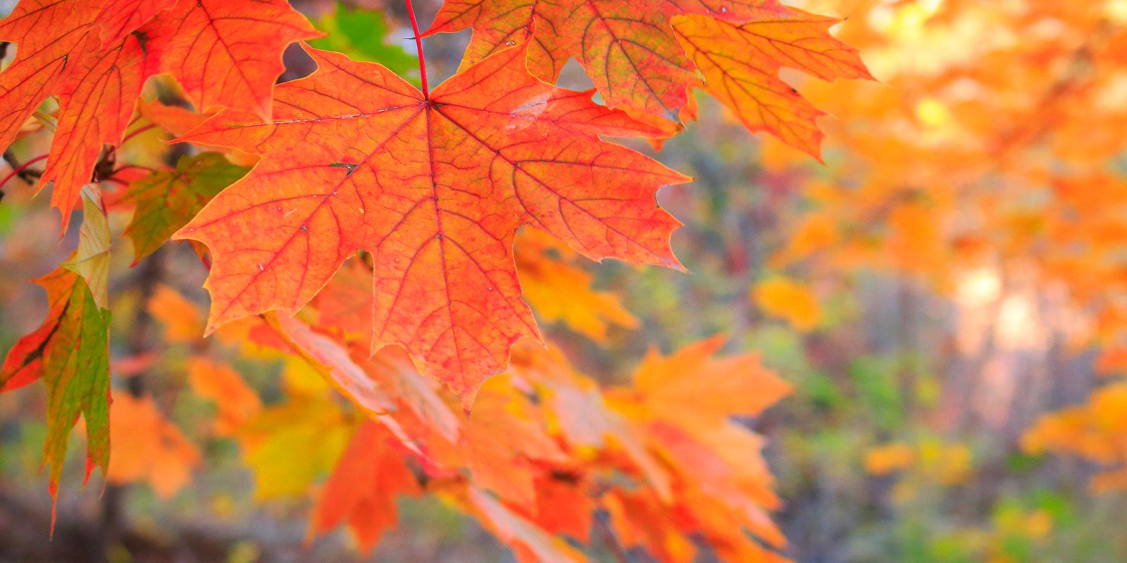 nait-student-project-highlights-alberta-heritage-trees-aHR0cHM6.jpg
