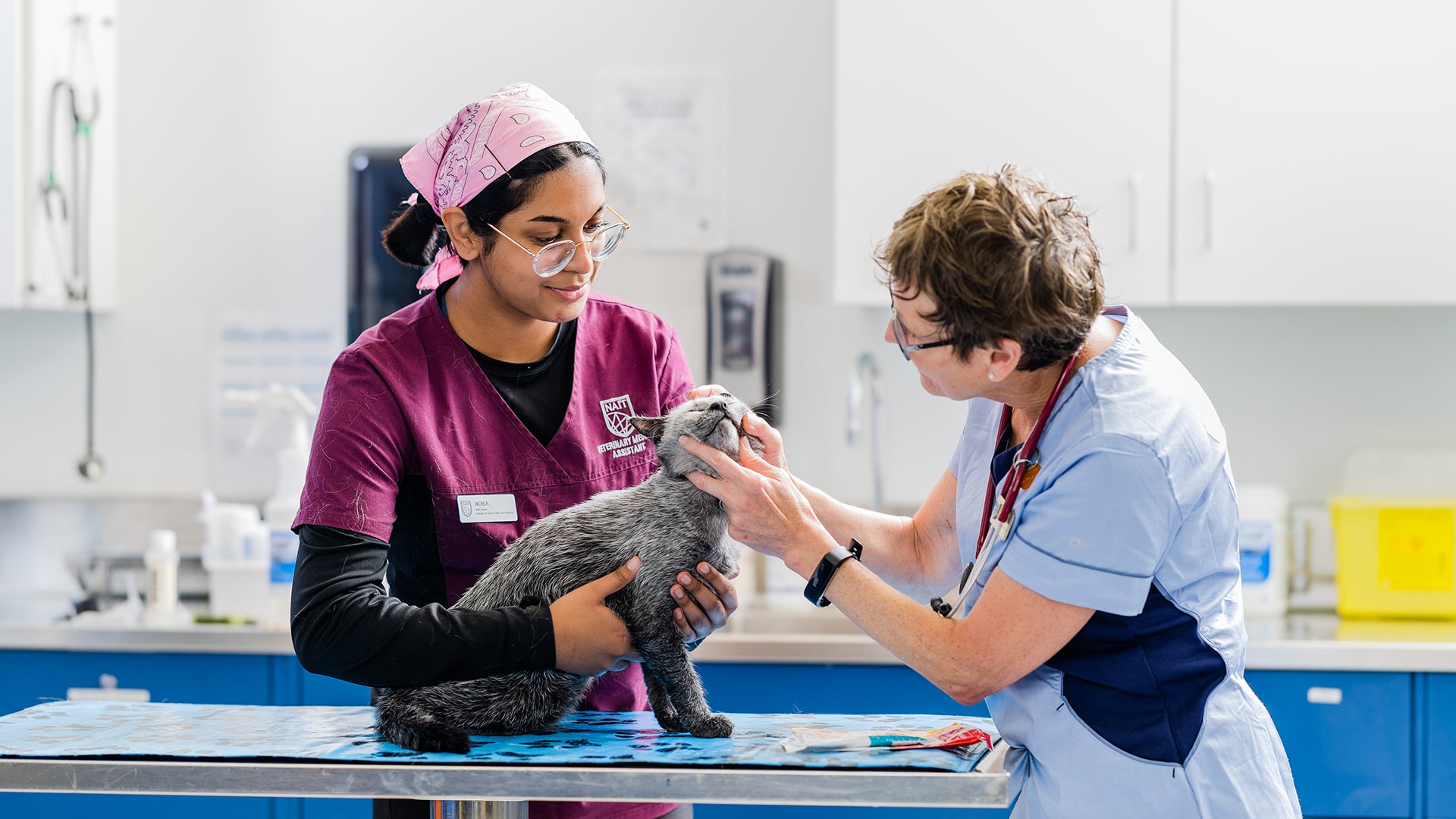 A Veterinary Medical Assistant student gently holds a cat while an instructor examines the cat's teeth.