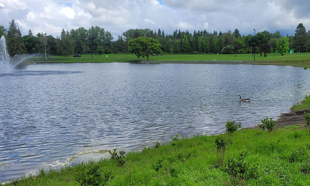 Lake shoreline with a fountain and a waterfowl floating near the grassy bank, surrounded by open green space and trees under a cloudy sky.