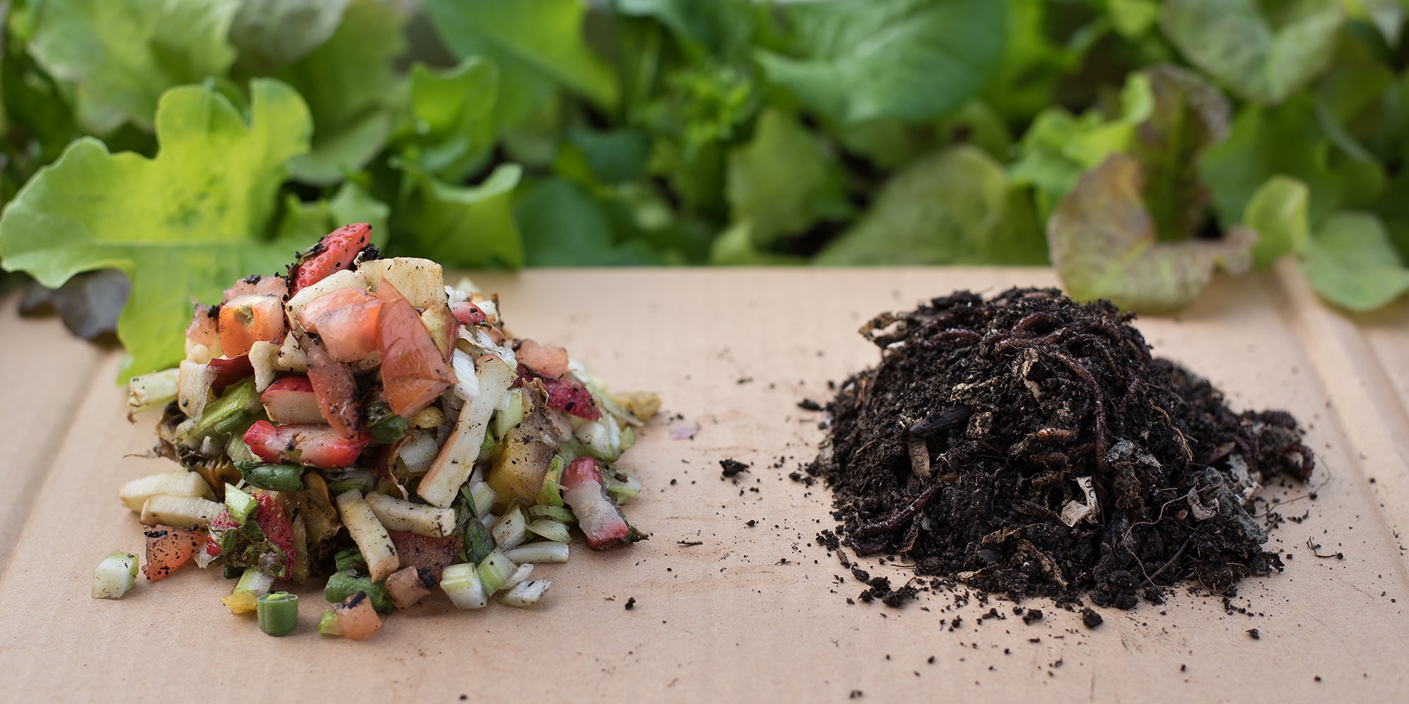 how-to-compost-indoors-with-worms-aHR0cHM6.jpg
