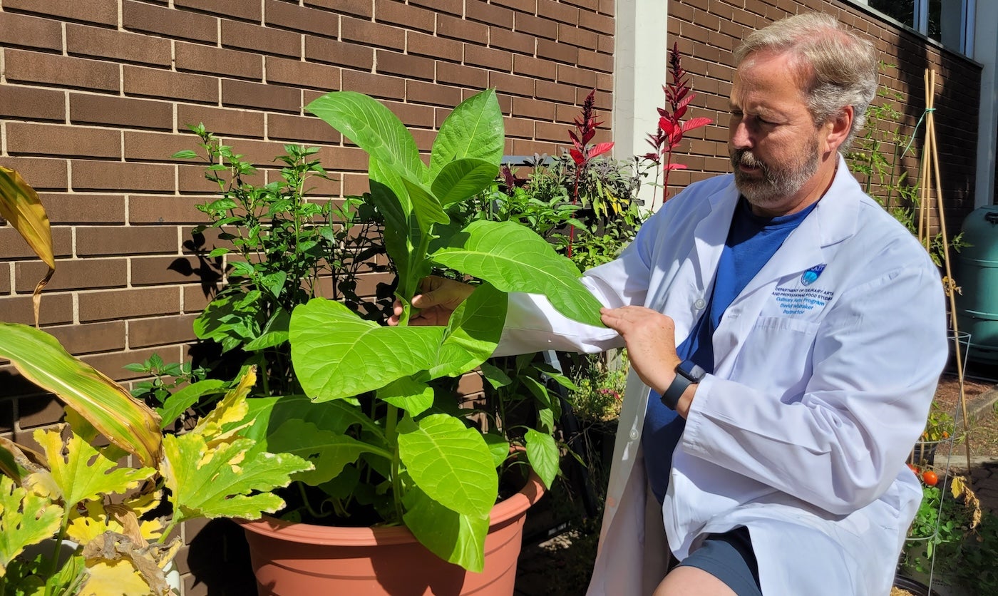 nait-culinary-garden-grows-tobacco-for-on-campus-indigenous-offerings-aHR0cHM6.jpg