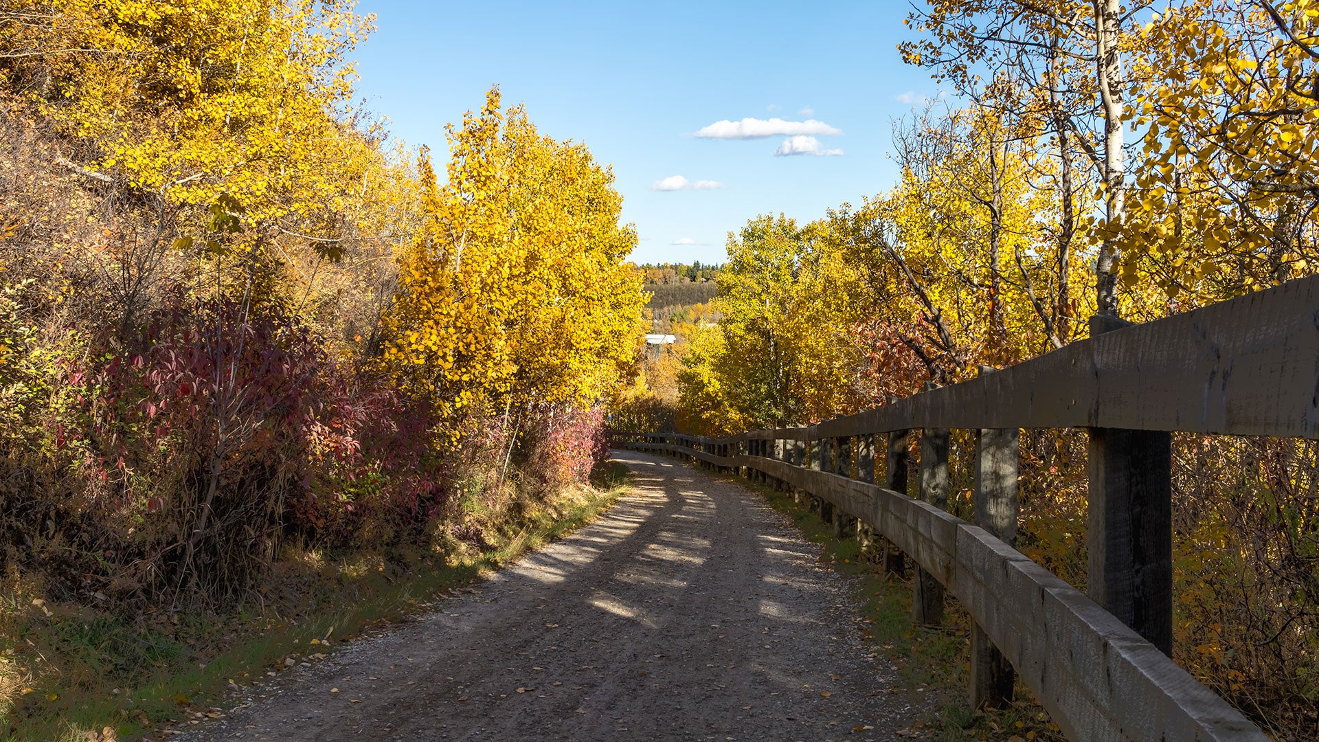 Autumn-lined gravel pathway with a wooden fence winding through trees covered in golden-yellow leaves under a clear blue sky.