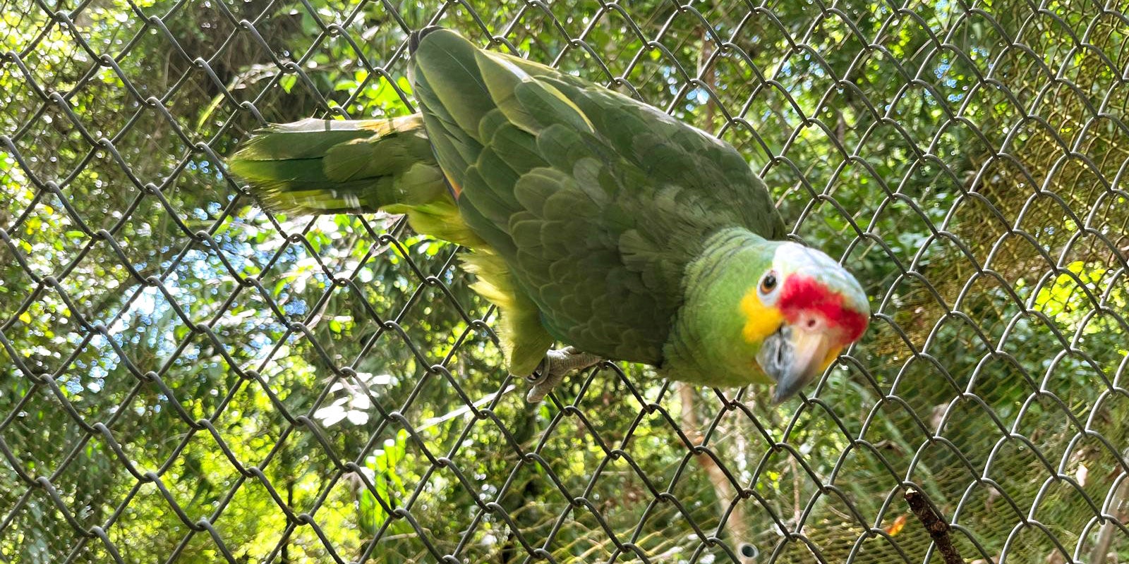 veterinary-technology-students-care-for-crocodiles-monkeys-and-more-in-guatemala-aHR0cHM6.jpg