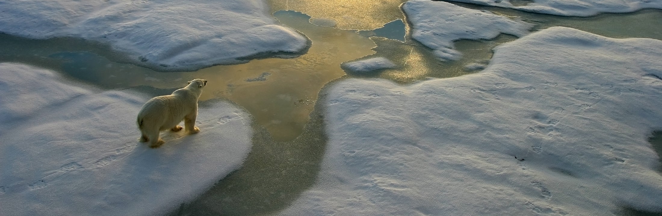 A polar bear in the middle of ice floes