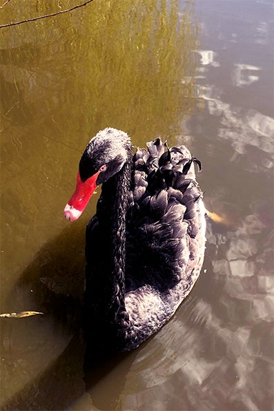 Black swan