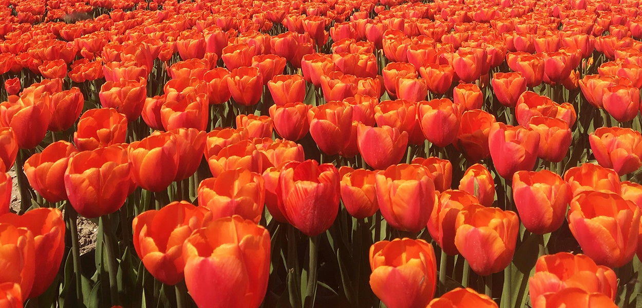 Oranje tulpen