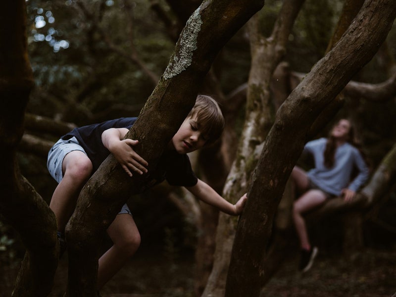 Two children are climbing a tree