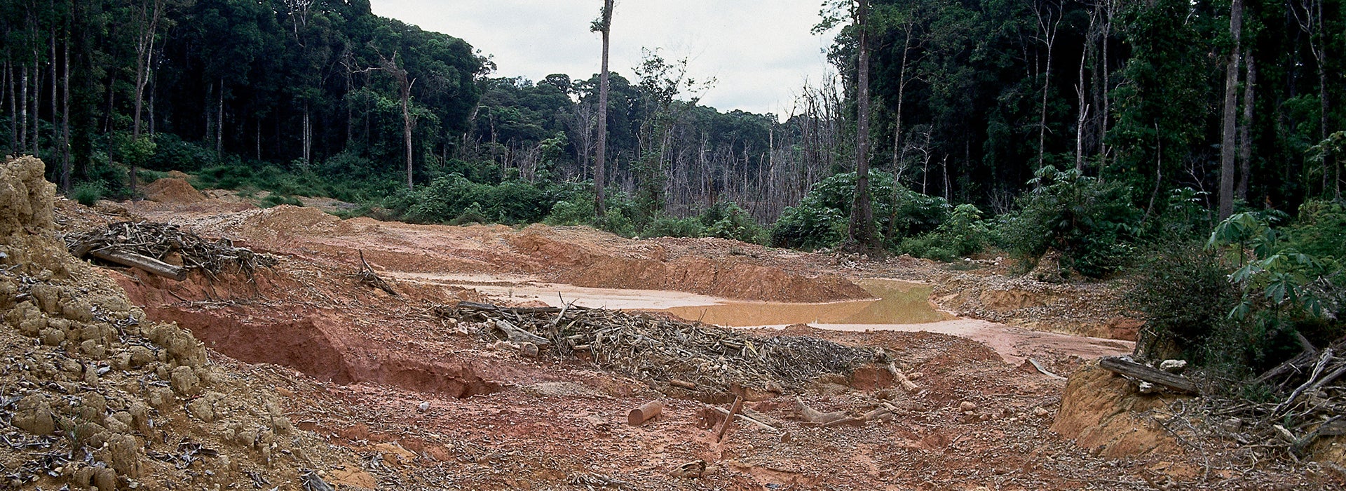 Open spot in a forest 
