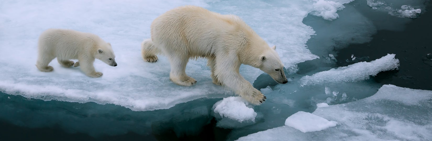 Polar bear and cub walking over melting ice