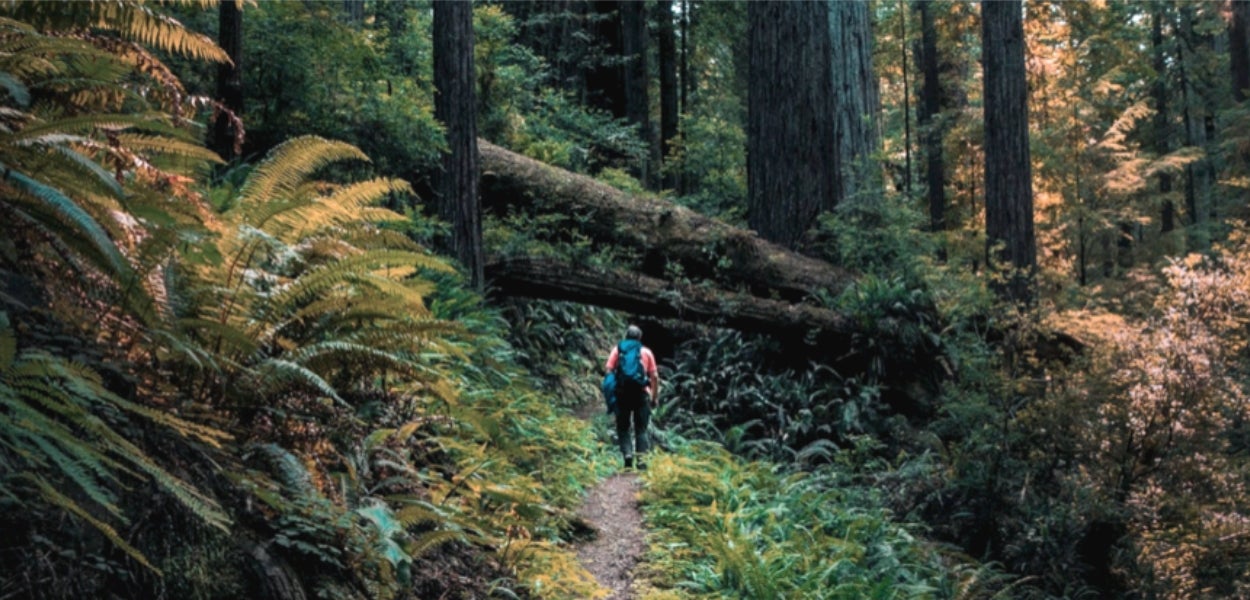 Een persoon loopt op een pad in een bos