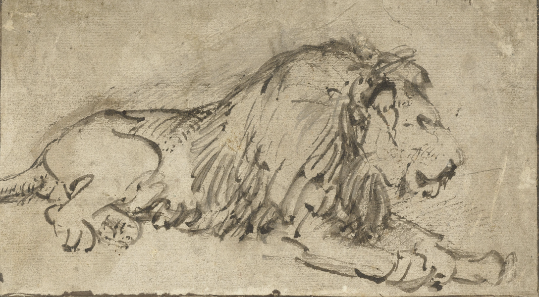 Resting lion by Rembrandt