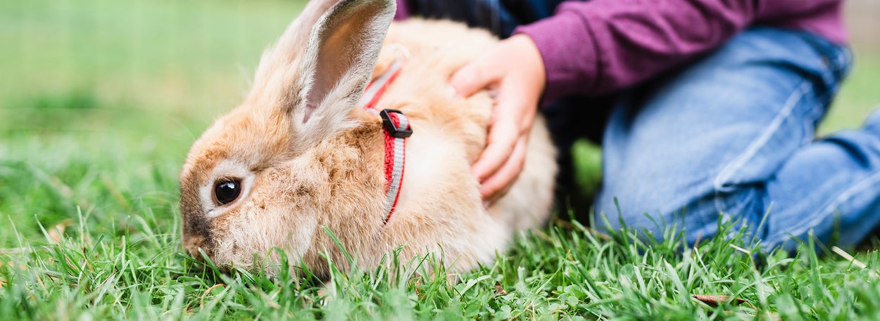 Child is holding a bunny