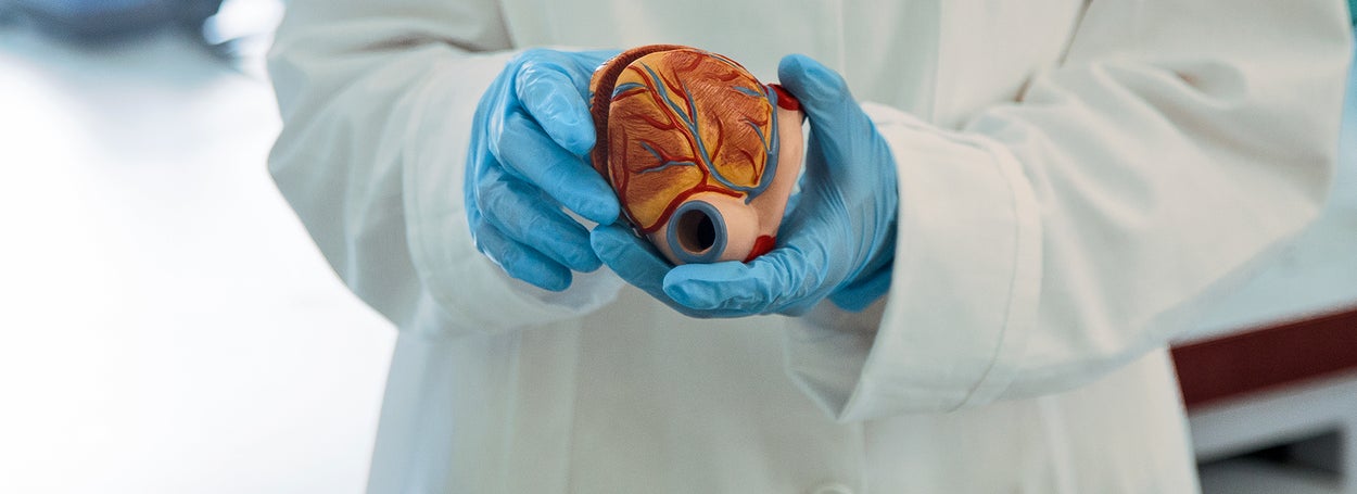 Persoon met laboratoriumjas aan en blauwe handschoenen houdt anatomie model van een hart vast