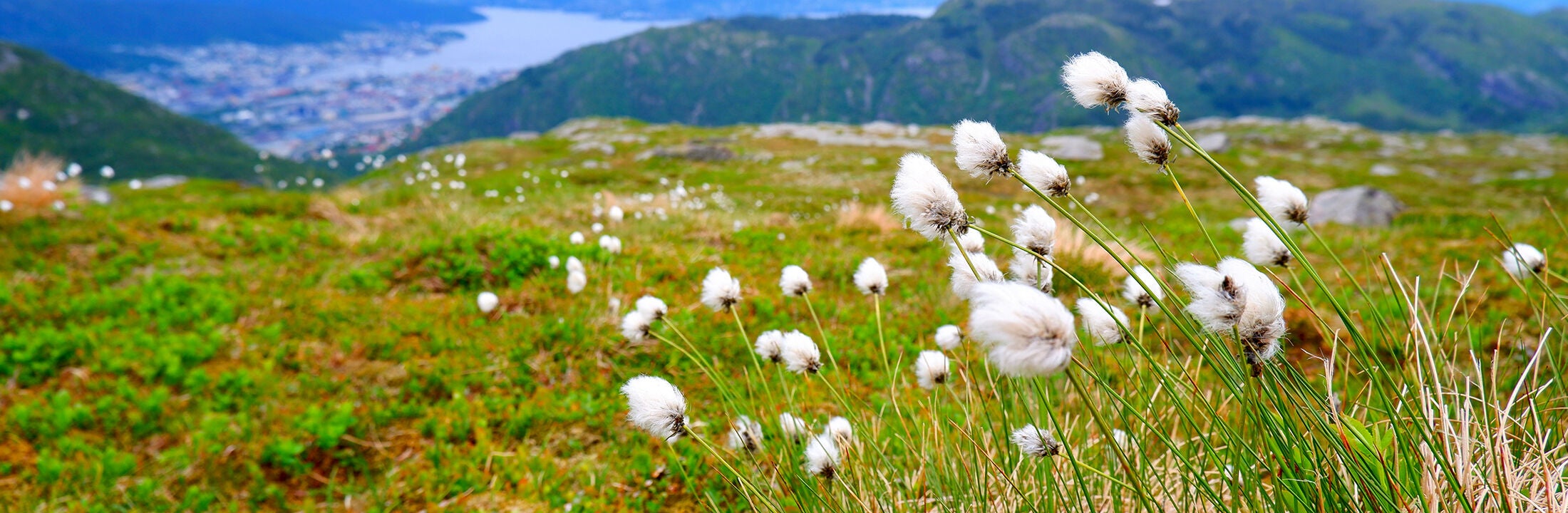 An open plain in the mountains with dandelions