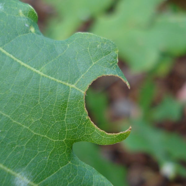 Leaf, picture by Bastien Castagneyrol