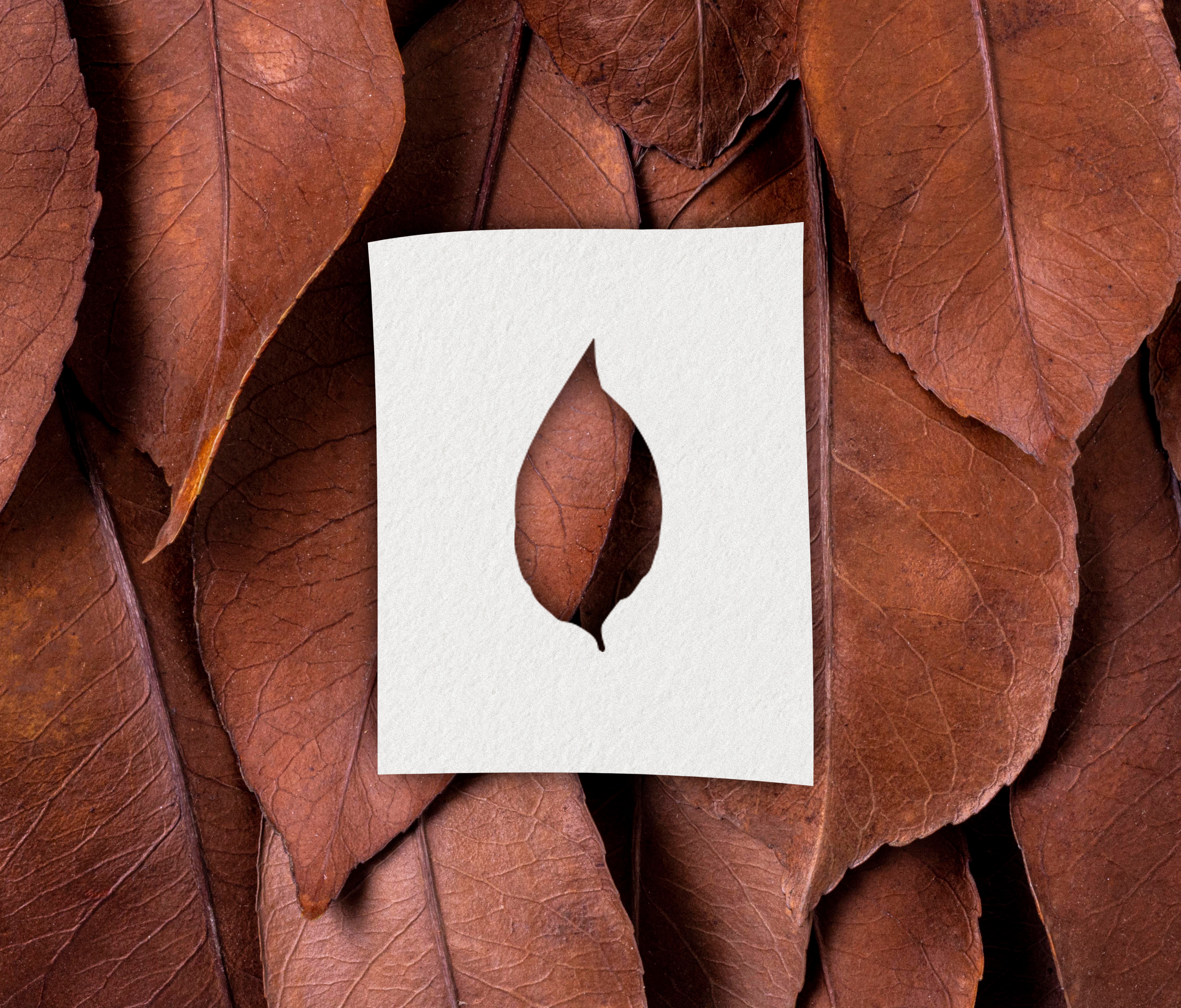 Naturaleza Orgánica