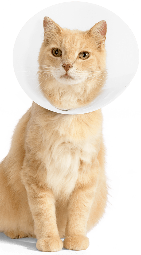 pain medication for cats