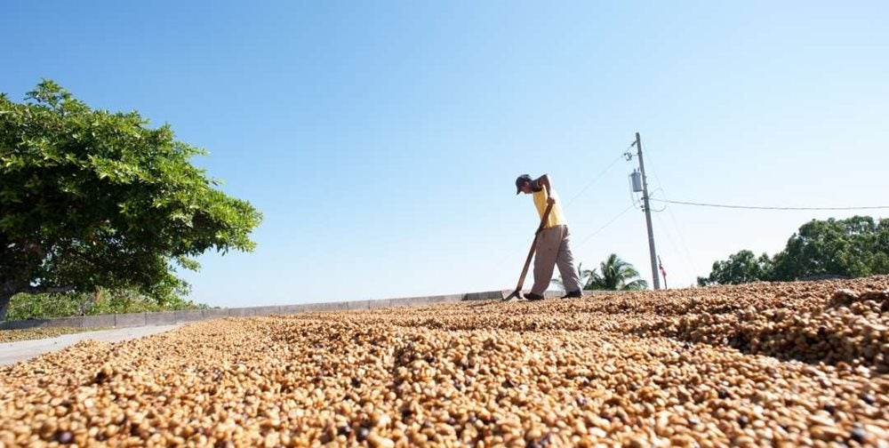 Dry process (also known as unwashed or natural coffee)