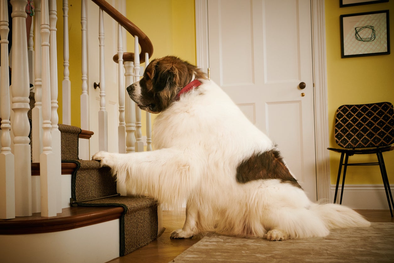 galliprant in humans