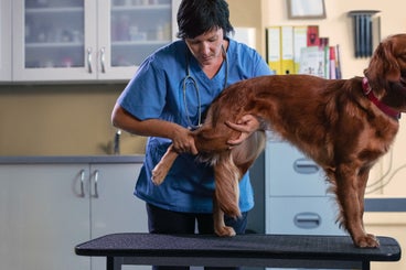 Targets Osteoarthritis Pain from First Diagnosis