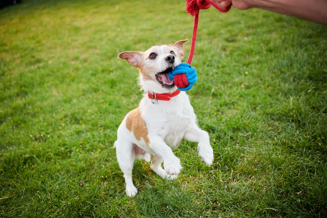 galliprant side effects on dogs