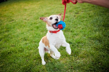 Convenient, Daily Chewable Tablet