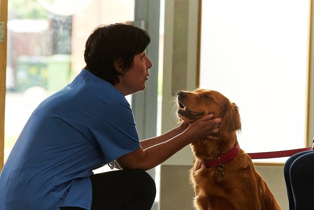 Galliprant® (grapiprant tablets) Product Details