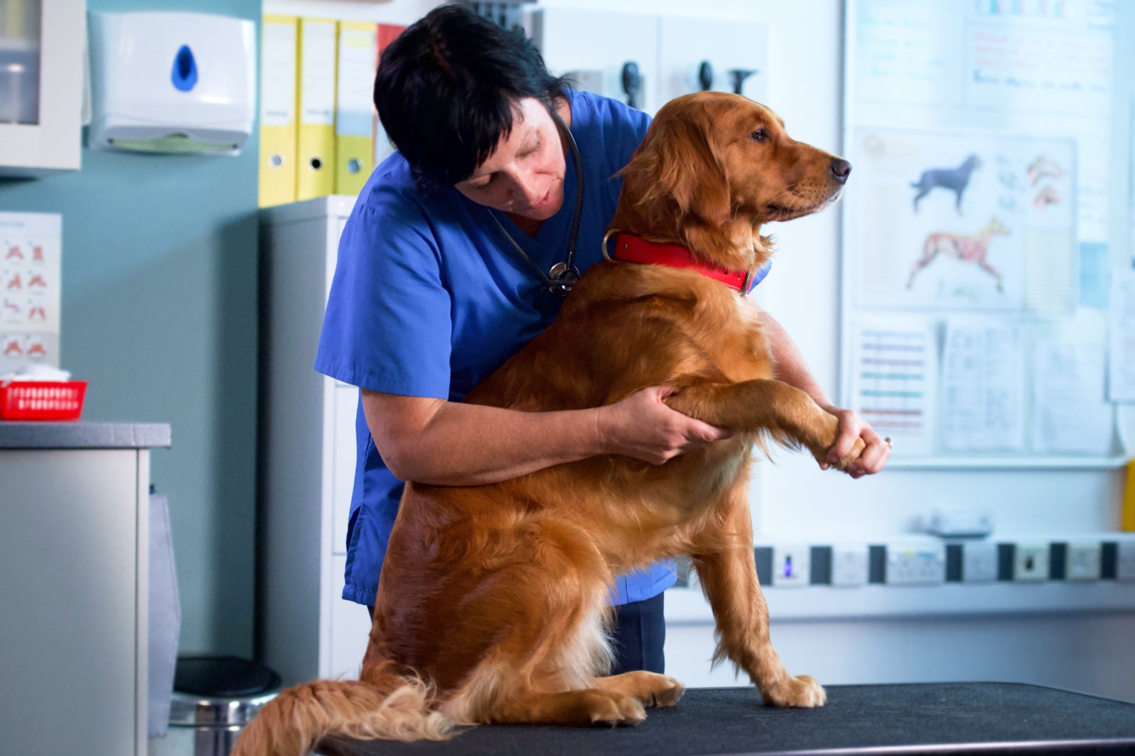 How Long Does It Take For Galliprant To Work In Dogs