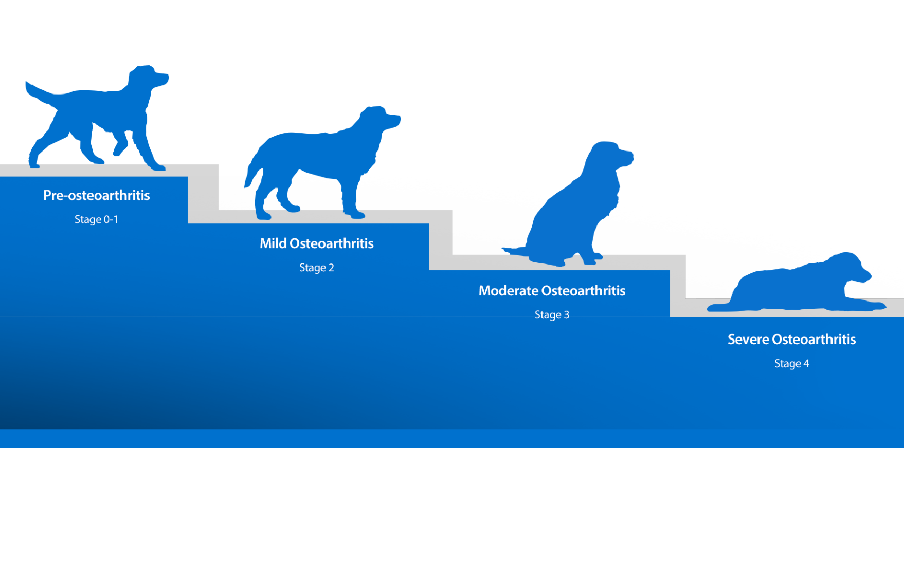 Recognizing Pain in Dogs