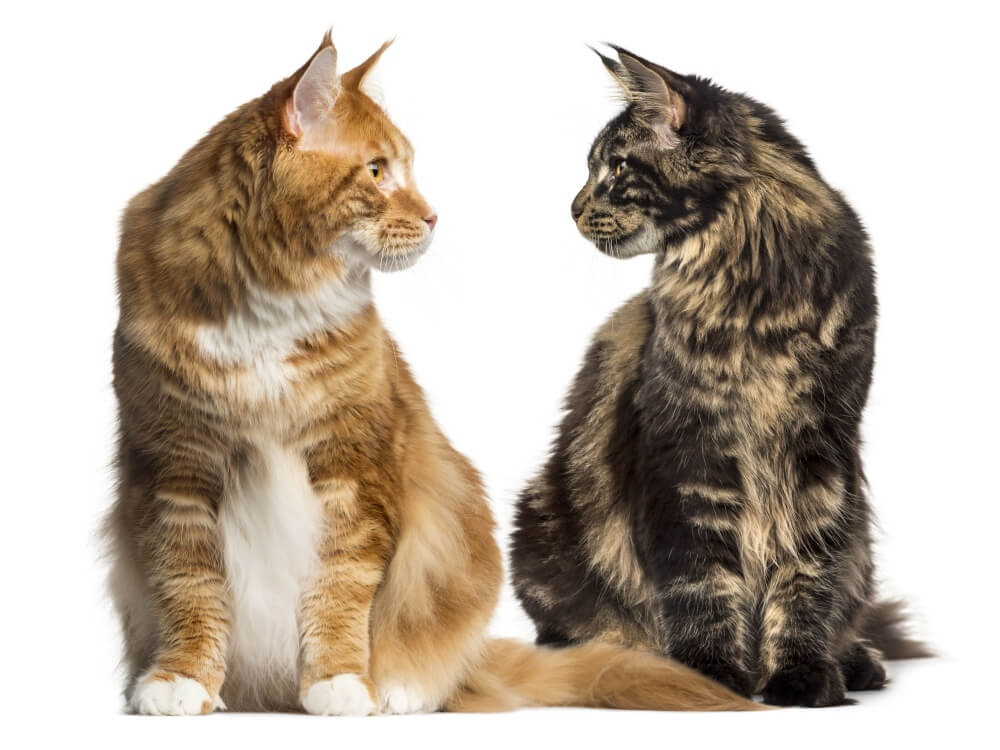 Same, same but different – why you can’t assume copycat names won’t be registered