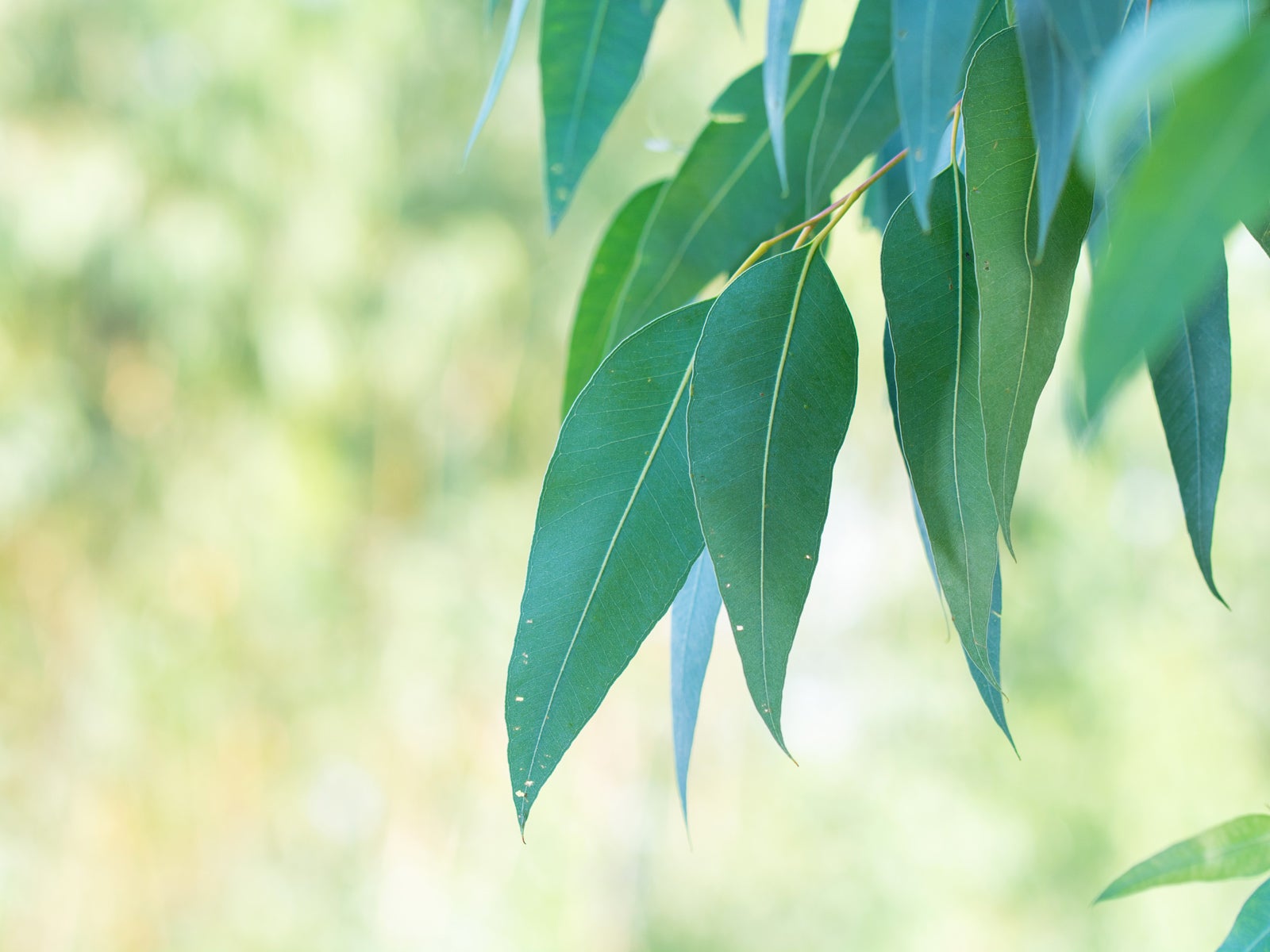 Towards zero extinctions: Updated environmental policy in Australia