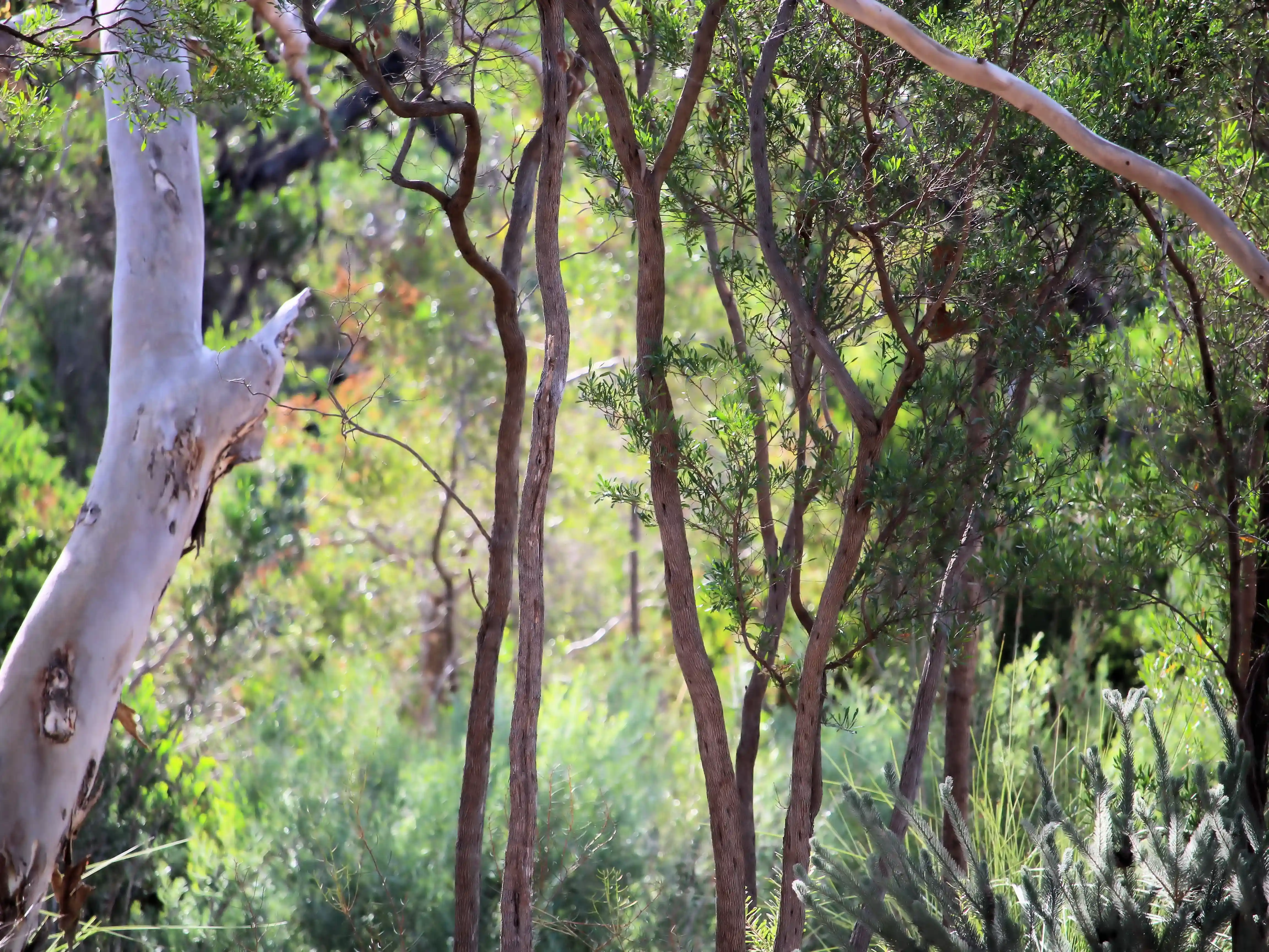 Consultation begins for NSW Government’s new native title policy