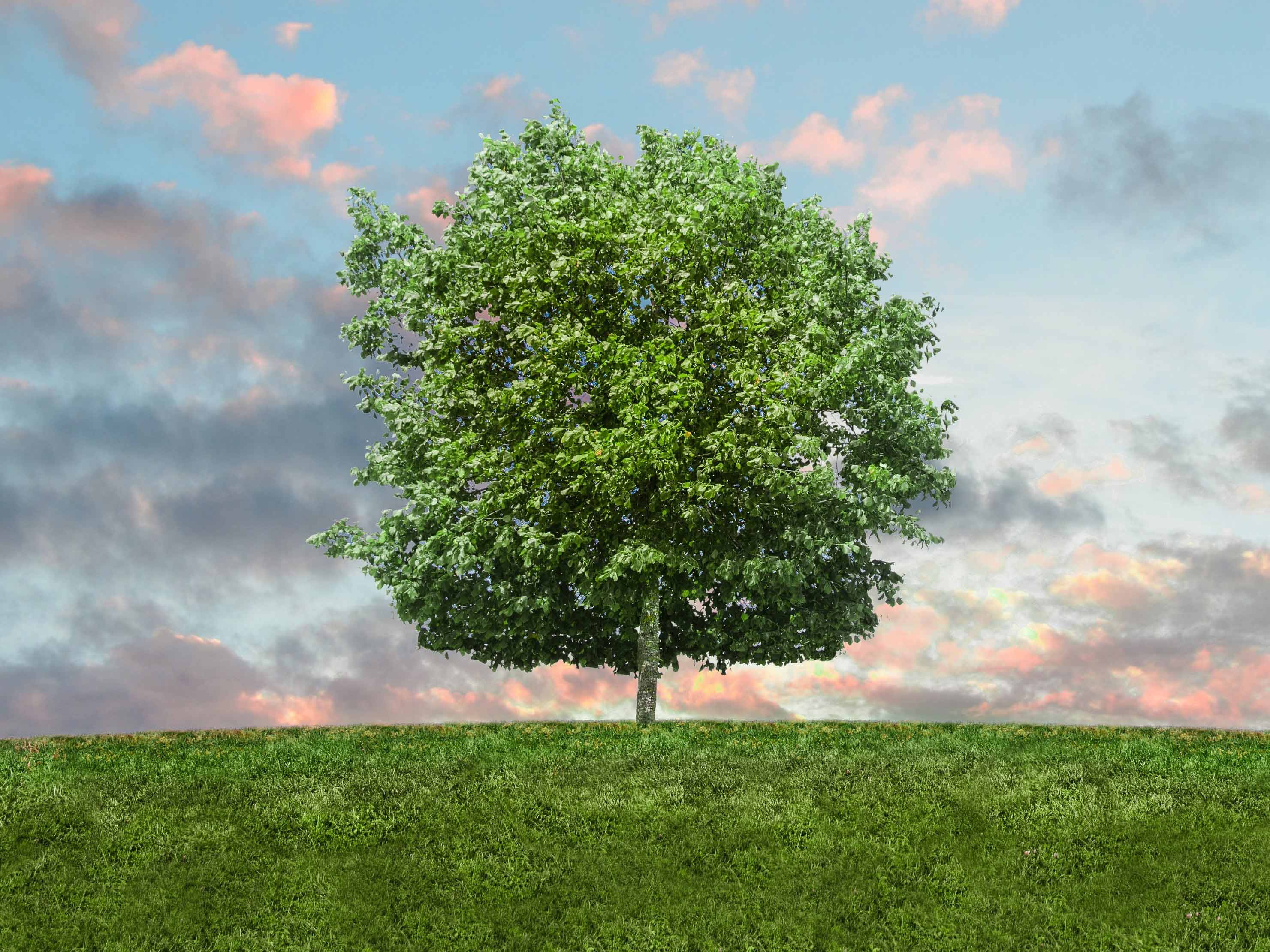 The ongoing Western Highway duplication dispute over sacred Indigenous trees