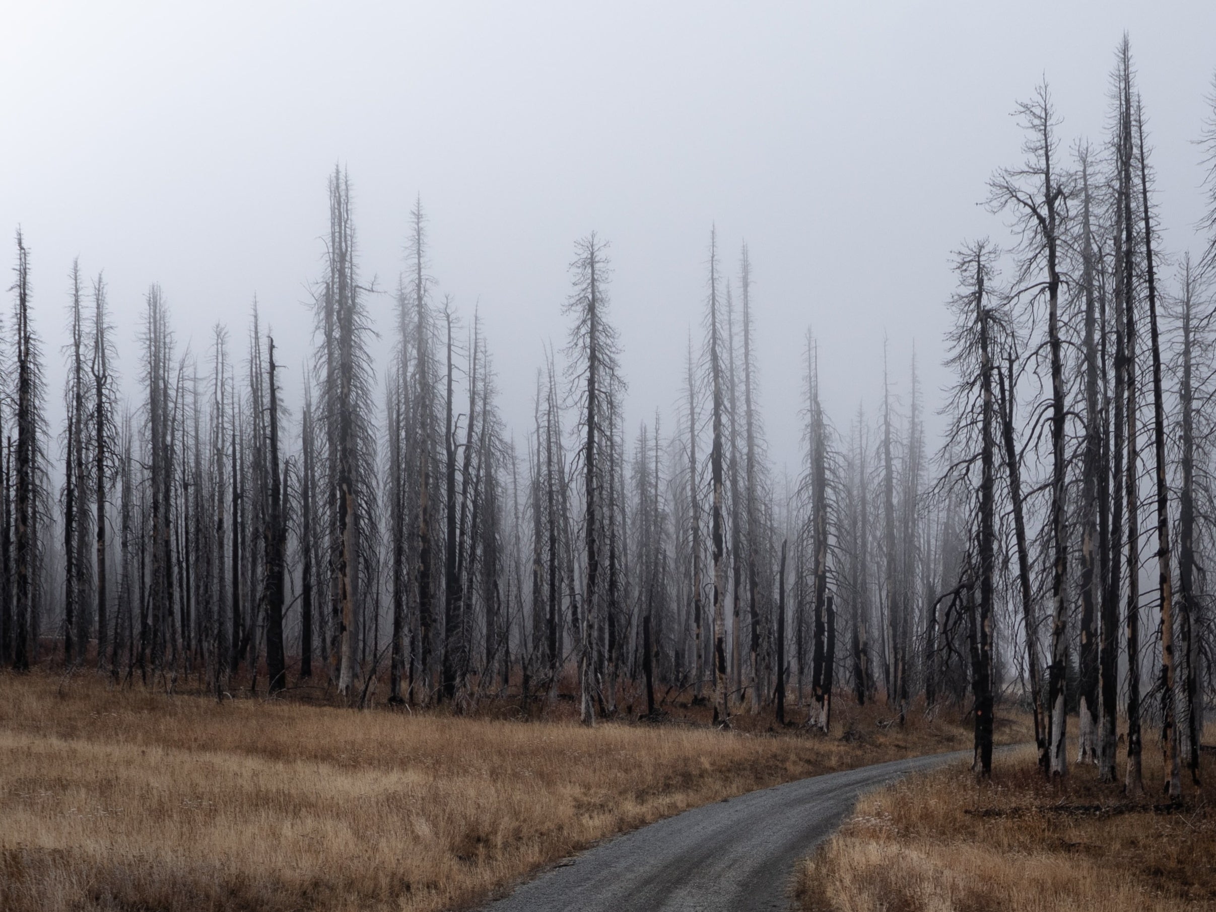 Local government procurement in the bushfire aftermath 
