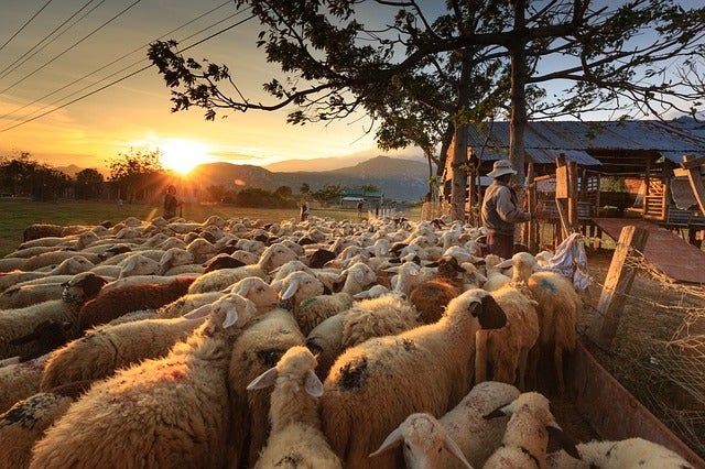 New animal welfare requirements imposed on sheep exports to the Middle East 