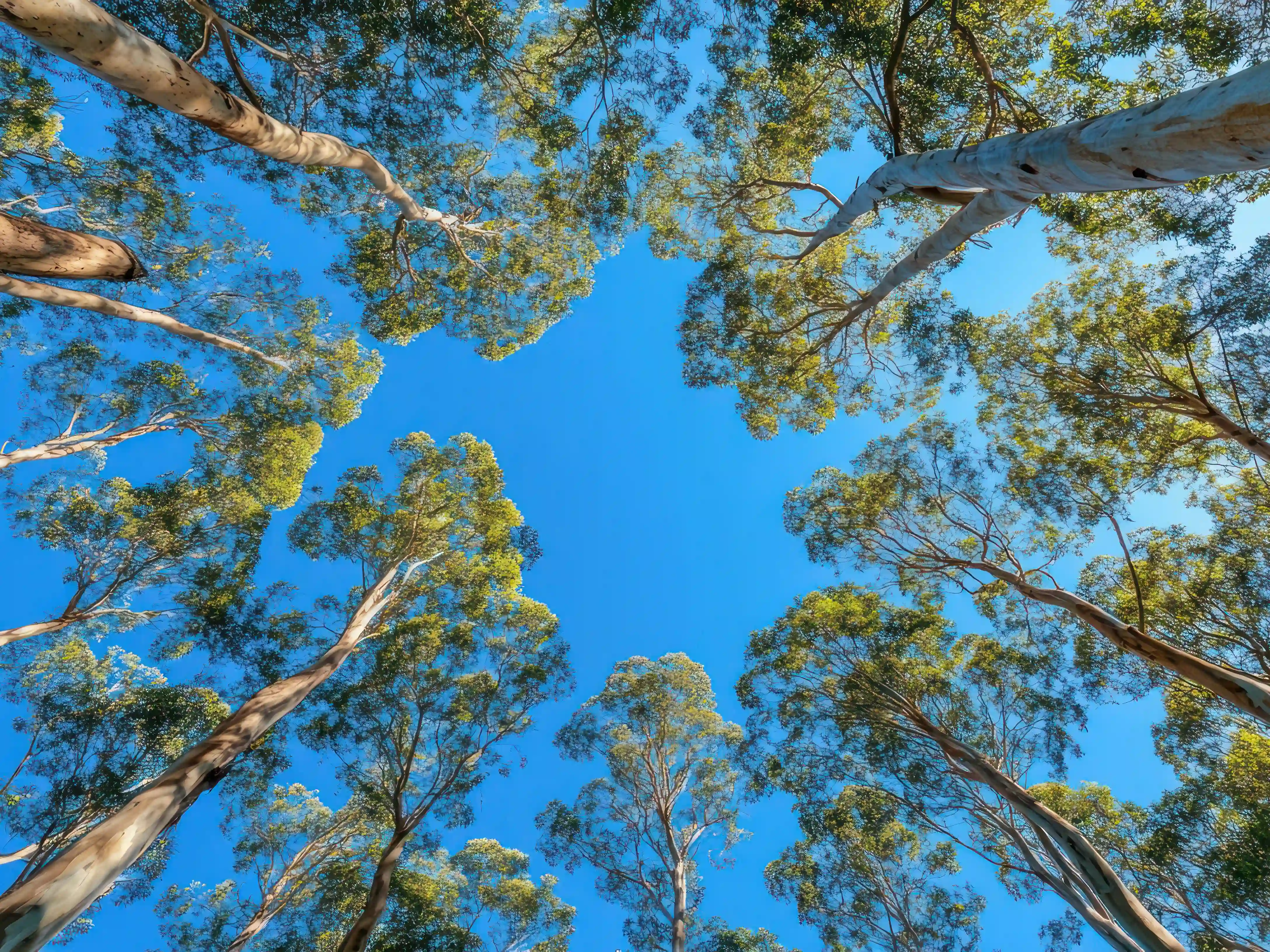 Queensland Productivity Commission puts EPBC Act reforms under the microscope