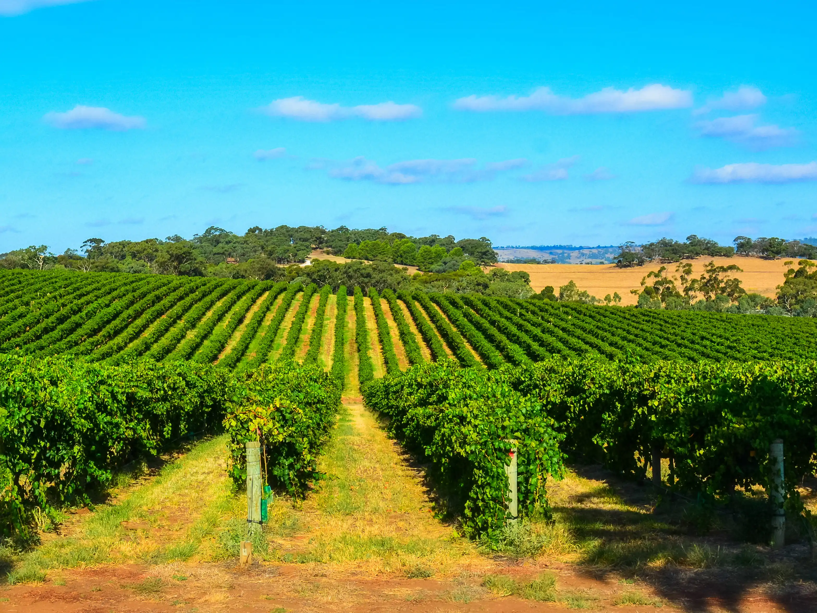 More venue than vineyard: Uncorking the characterisation of farm gate premises in NSW