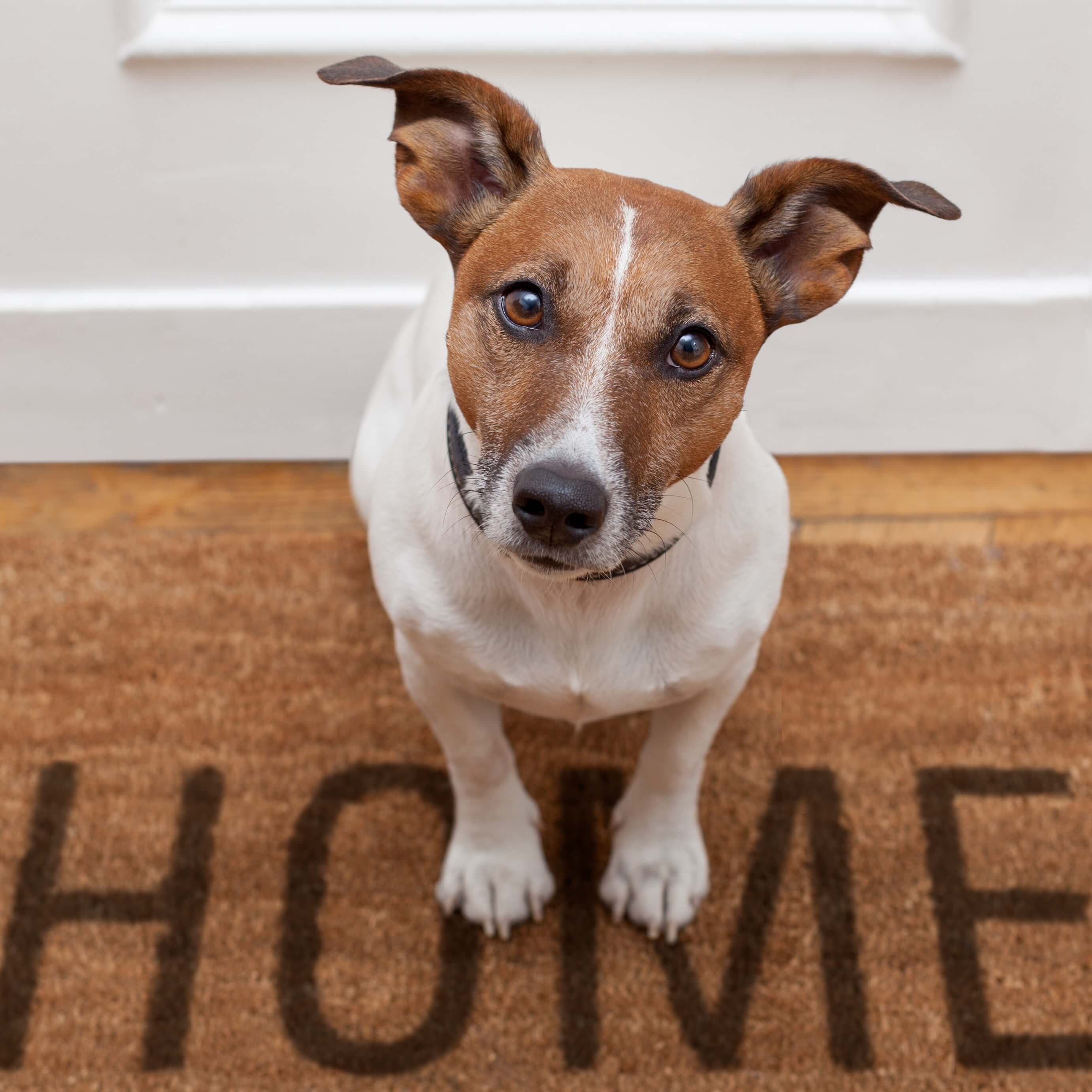 Every dog has its day - Tribunal rules on interpretation of 'harsh and oppressive' by-laws concerning a pet ownership by-law