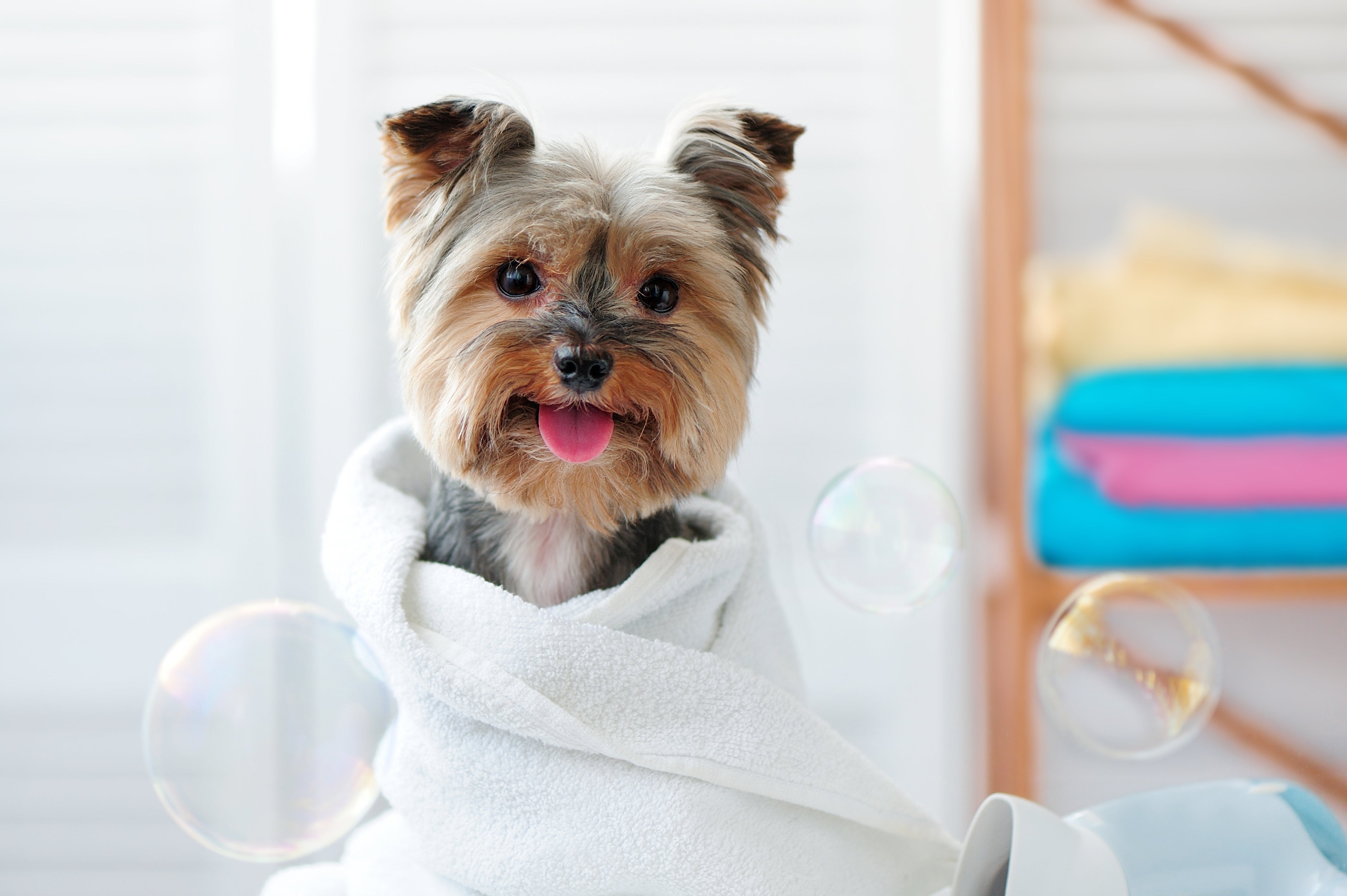 how to groom your dog