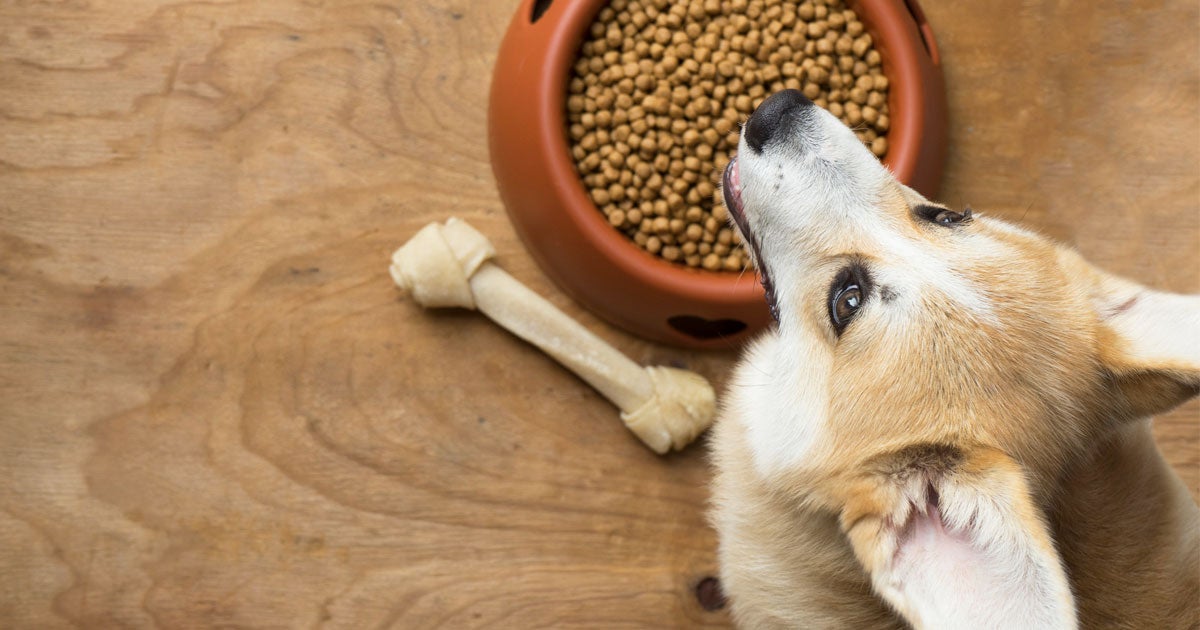 Can Dog Food Be Purchased With Ebt?